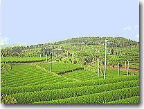 Tea field in Kaseda